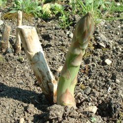 planting Asparagus