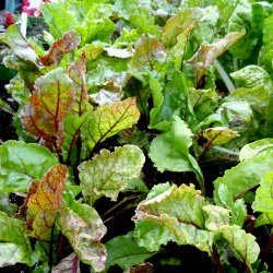 Planting beetroot for great harvests