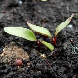 Planting beetroot for great harvests