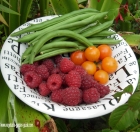garden pictures