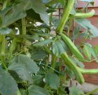 garden pictures