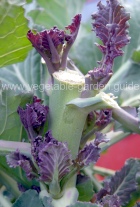 Growing Purple Sprouting Broccoli Spears