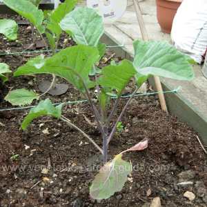 Purple Sprouting Broccoli - Young Plant