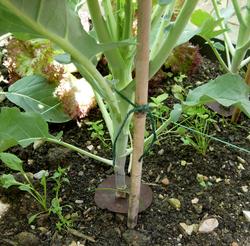 Purple Sprouting Broccoli Protected From Cabbage Root Fly