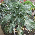 garden pictures