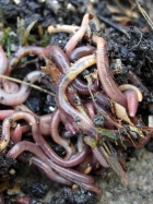 Garden compost worms - wigglers