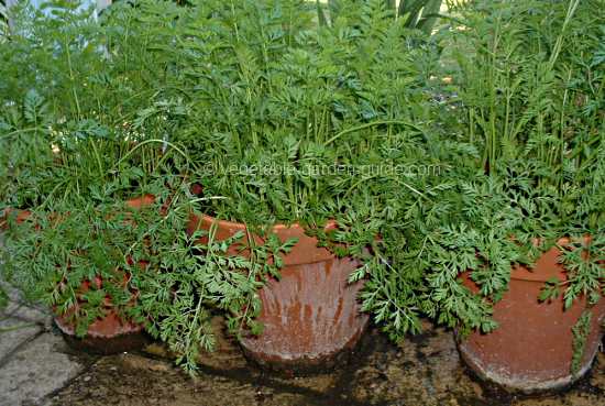 Container Gardening