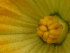 garden pictures