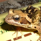 Freddie Frog in my Greenhouse