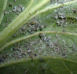 Mealy Aphids from how to grow brussel sprouts http://www.vegetable-garden-guide.com/how-to-grow-brussel-sprouts.html