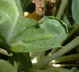 Small White caterpillar from how to grow brussel sprouts http://www.vegetable-garden-guide.com/how-to-grow-brussel-sprouts.html