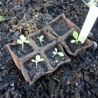 How to grow lettuce - peat pot