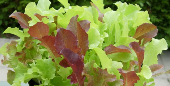 Growing lettuce