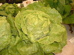 Lettuce variety: Butterhead 
http://www.vegetable-garden-guide.com/how-to-grow-lettuce.html