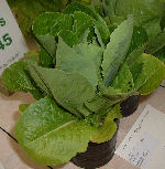 Lettuce variety: Cos 
http://www.vegetable-garden-guide.com/how-to-grow-lettuce.html