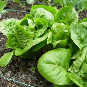 Lettuce variety: Little Gem