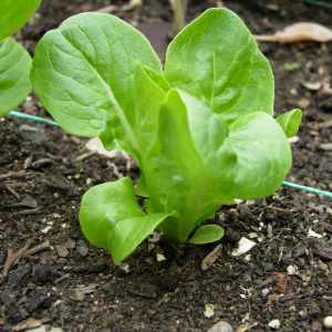 Lettuce variety: Little Gem