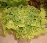 Lettuce variety: Looseleaf 
http://www.vegetable-garden-guide.com/how-to-grow-lettuce.html