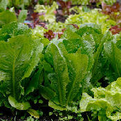 How to grow lettuce