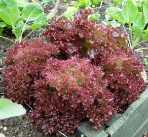 How to grow lettuce - Lollo Rossa