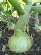 Growing onions