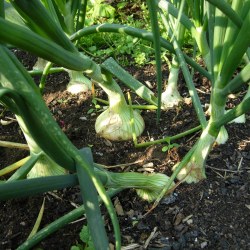 Growing Onions