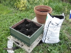 My container potatoes