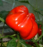 my ripe pepper