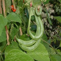 Growing Green Beans