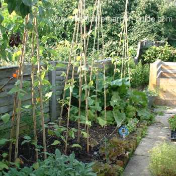 Growing Green Beans Wigwam Frame Then measure again from the central pole 