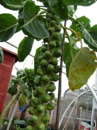 My Brussels Sprout Plant(2007 season) from How to Grow Brussel Sprouts http://www.vegetable-garden-guide.com/how-to-grow-brussel-sprouts.html