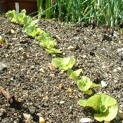 Planting a Vegetable Garden Blog