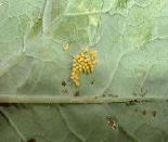 Large White butterfly eggs from how to grow cauliflower https://www.vegetable-garden-guide.com/how-to-grow-cauliflower.html