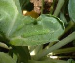 Small White caterpillar from how to grow cauliflower https://www.vegetable-garden-guide.com/how-to-grow-cauliflower.html