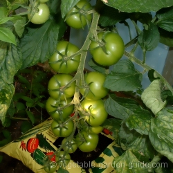 Tomato Plants