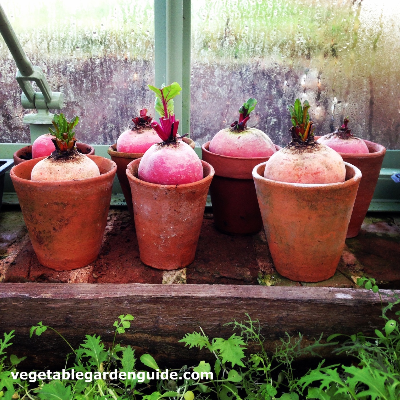 Growing Vegetables in Tubs