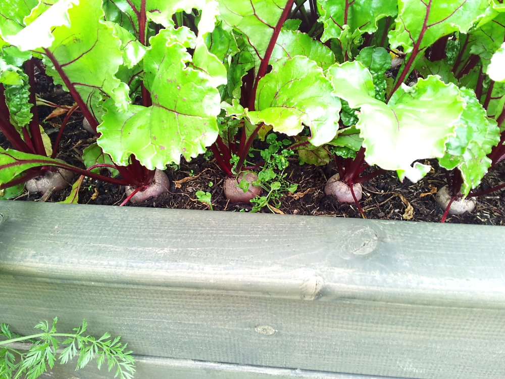 Planting beet root the easy way for tasty, successful harvests