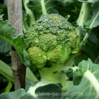 Growing Broccoli