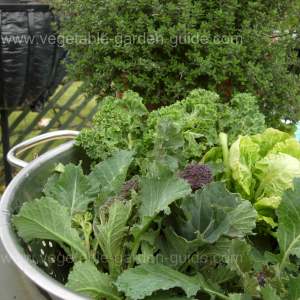 Purple Sprouting Broccoli Harvest With Brussels Sprouts Tops and Kale