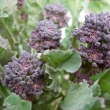 How To Grow Broccoli