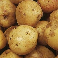 cara potato seed