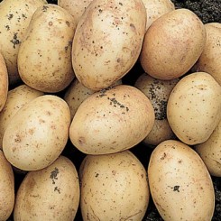 Carlingford potato seed