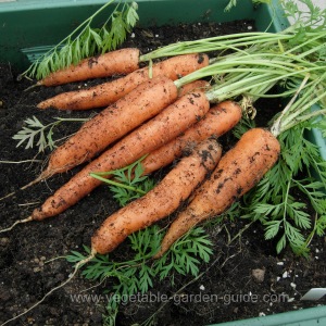 Harvesting carrots