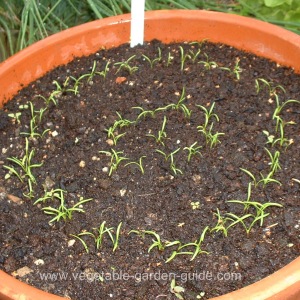 Carrot seed'Nelson'