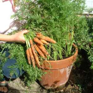 how to gow carrots in containers