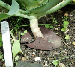 Growing Cabbage - Cabbage Root Fly Collar