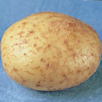 Duke of York potato seed