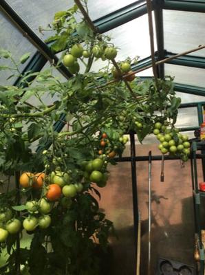 Growing Tomatoes in Early September 2015