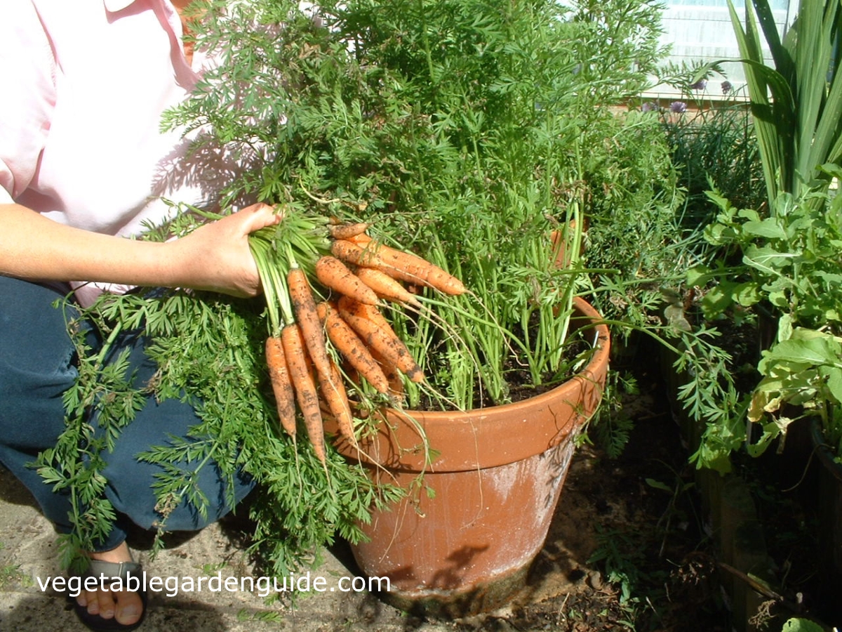 Learn How To Grow Carrots A Versatile And Delicious Vegetable