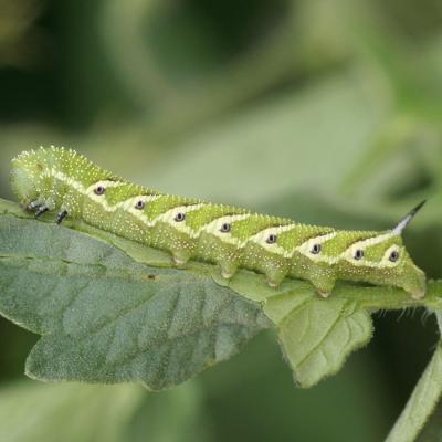 Tomato Hornworm